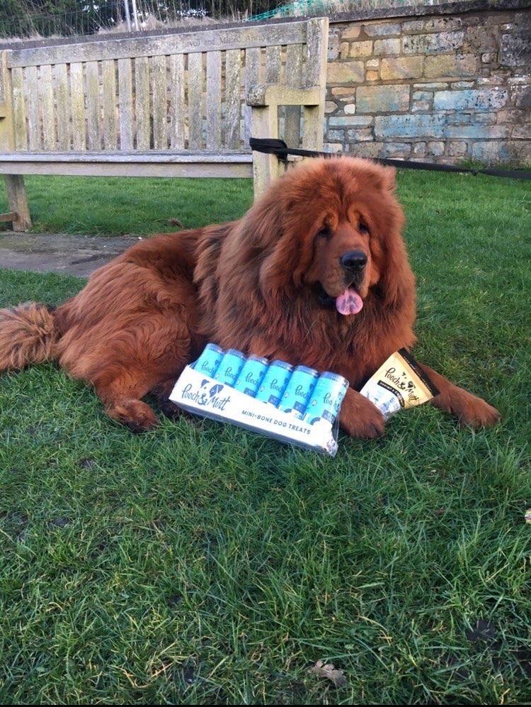 MastiffsUk's tweet photo. Also guys Bear and Amira are affiliated with @poochandmutt if you want some amazing and healthy dog food and treats for your paw pal then make sure you use code “tibetan” for 30% off all products.

https://t.co/FBU4Ye7RFG

#ad #dogfood #happydog https://t.co/QjSWf7Cvdw