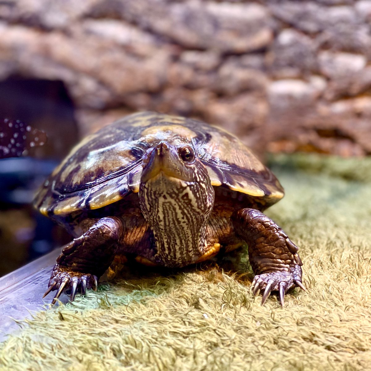 therealmrturtle tweet picture