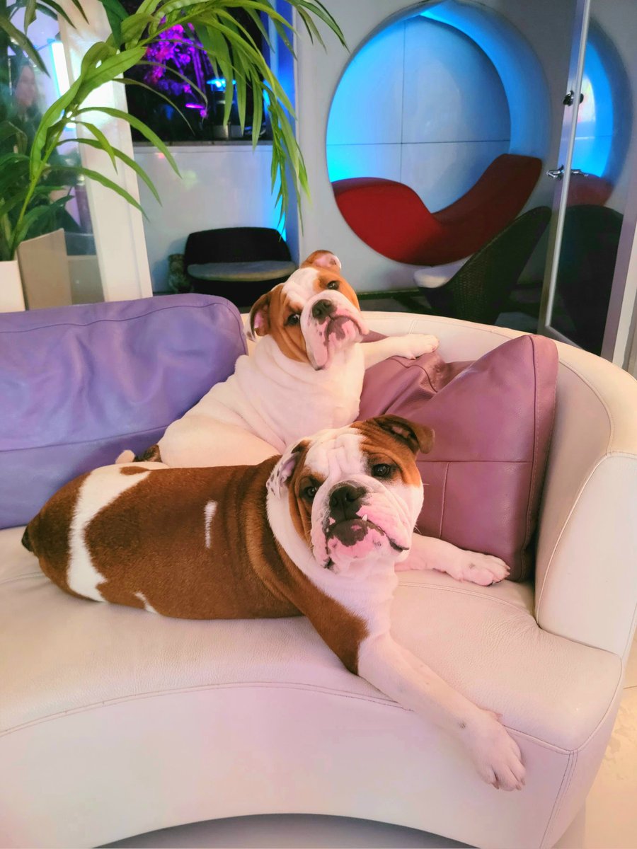 Brothers! ❤
#frickandfrack #Twins #Bulldogs