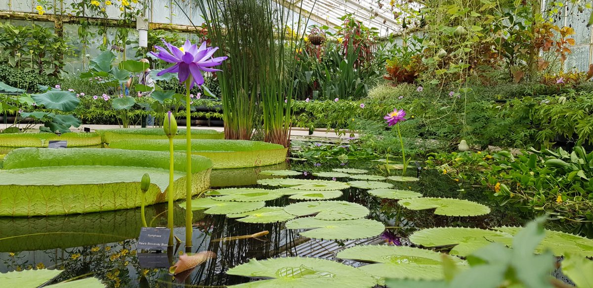 Have you visited the Waterlily House? Built in 1852, it's the hottest and most humid environment at Kew. In the summer the pond is home to giant waterlilies, lotus and exotic plants: ow.ly/oQVI50FIpp6