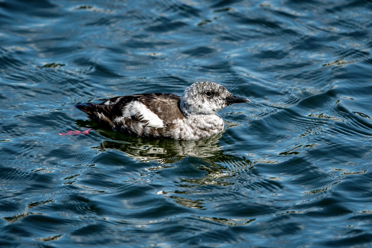 Fledged Black guillemot #blackguillemot #BirdsSeenIn2021 #birds #Peel #irishsea #isleofman #NaturePhotography #outdoor #photography #SonyAlpha #wildlifephotography #wildearth