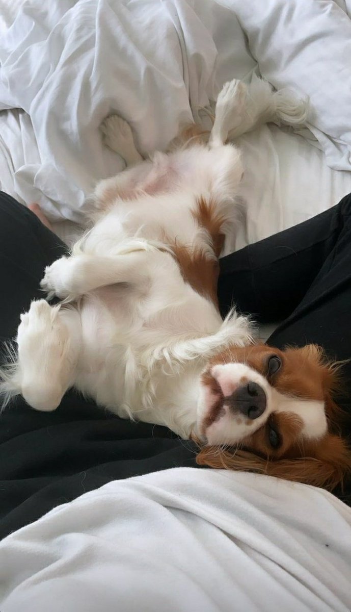 UpdatesManheim's tweet image. ELE É TÃO FOFO!!

📸Milo via Instagram Stories