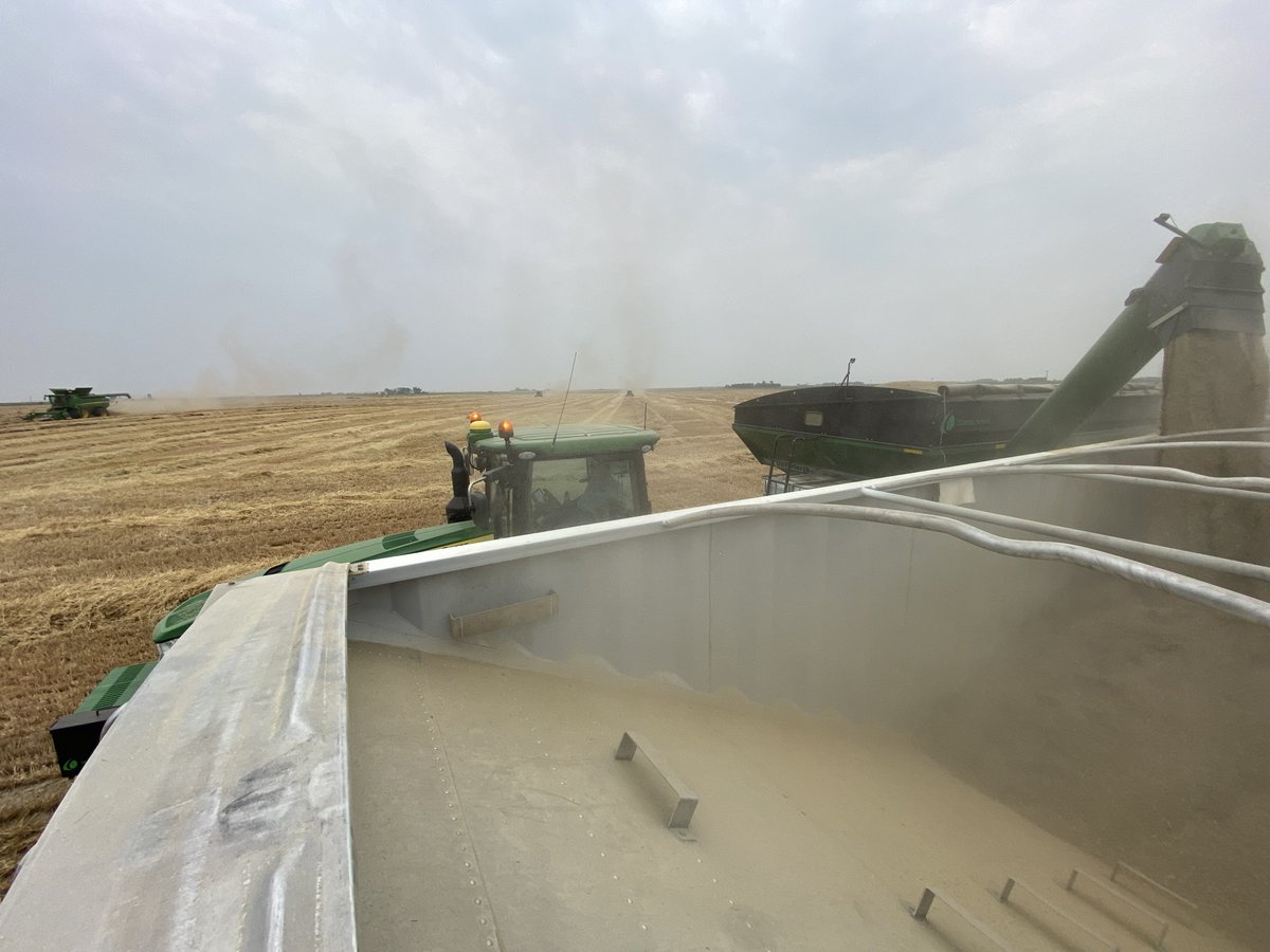 Stampseeds's tweet photo. KWS Daniello hybrid fall rye seed production field Harvest today!
This cart canβt keep up to 3 combines at all ππ΅βπ«
Daniello is a great forage type also = flex use. Get your early season drought tolerant grazing or forage use
Book seed now!
https://t.co/1ikS2WfqdT
#ryevolution https://t.co/hBvI2TNOj4