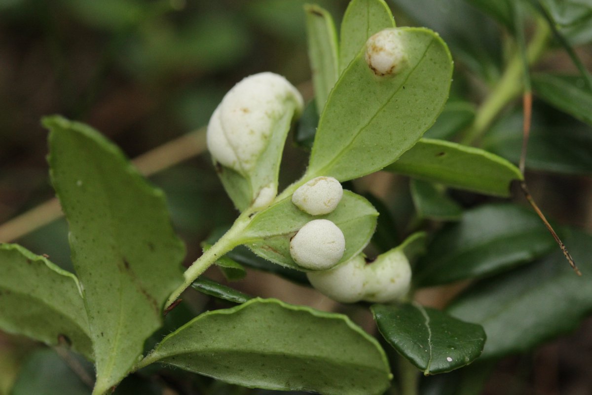 RPilze's tweet photo. Exobasidium vaccinii ex Vaccinium vitis-idaea
#Vacciniumvitisidaea #Vaccinium #Preiselbeere #cowberry #Airellerouge #mirtillorosso #arándanorojo
#Exobasidiumvaccinii #Exobasidium #PreiselbeerNacktbasidie #smut #smutfungus #Brandpilz #Brand #fungus #fungi #pilz #pilze #nature https://t.co/M6p3oyrZ7s