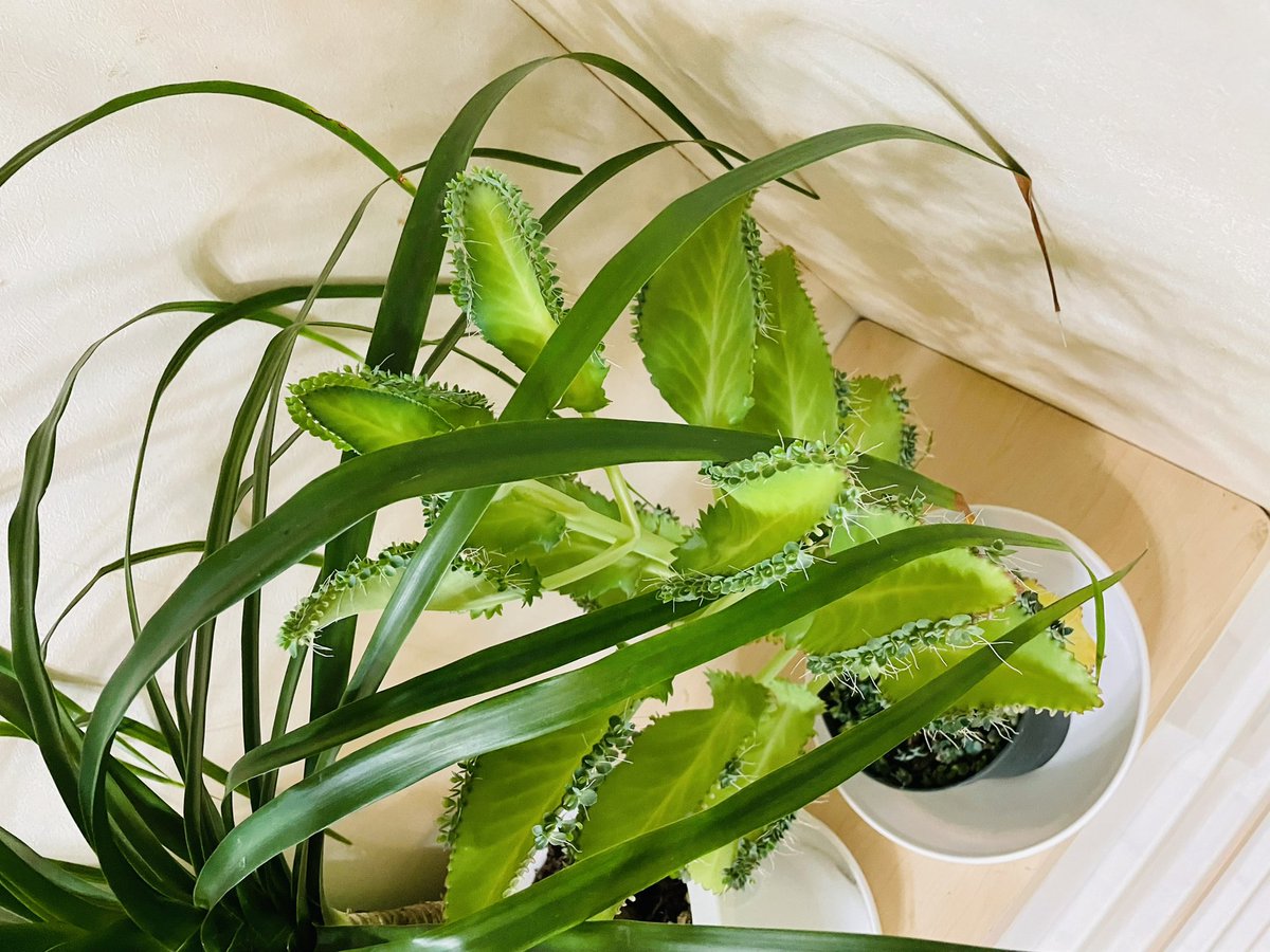 みく Sweets Deco 変わった植物を育てているんだけど すごく面白くて 増やすのが楽しい 卵のパックを半分に切ってその一つには爪楊枝で穴を かさねたら ちょうど いらない水も落ちてグッド 多肉植物 観葉植物