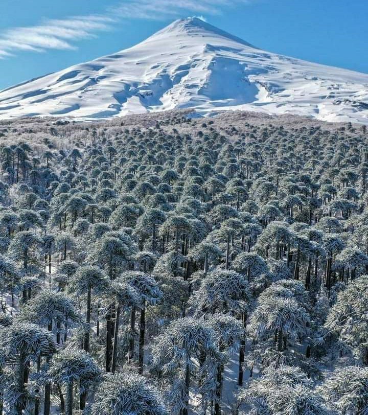 P4ttyta's tweet photo. 🌿 Este hermoso bosque de #PEWEN (Araucarias) no existiría si los Mapuche no lo hubieran protegido y resguardado durante miles de años en el #PEWENMAPU Territorio Mapuche Pewenche. https://t.co/LmuCGJjbEn
