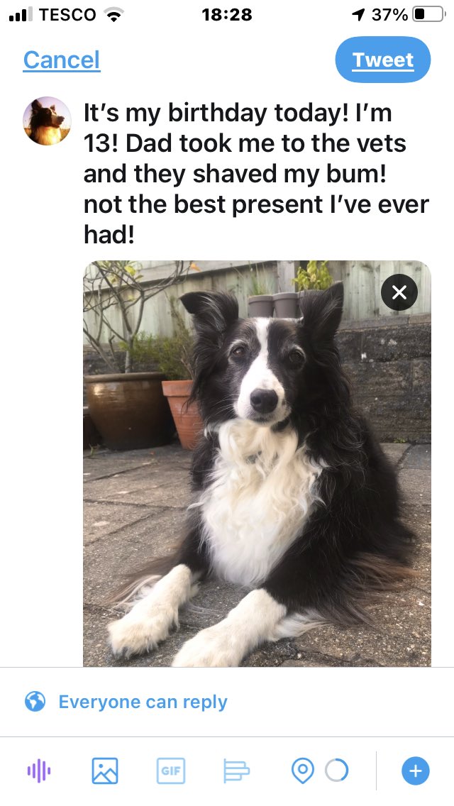 Ruby_thedog's tweet image. My birthday was the 28th but twitter locked my account because I’m only 13!  I’m back now!! (“)(“)