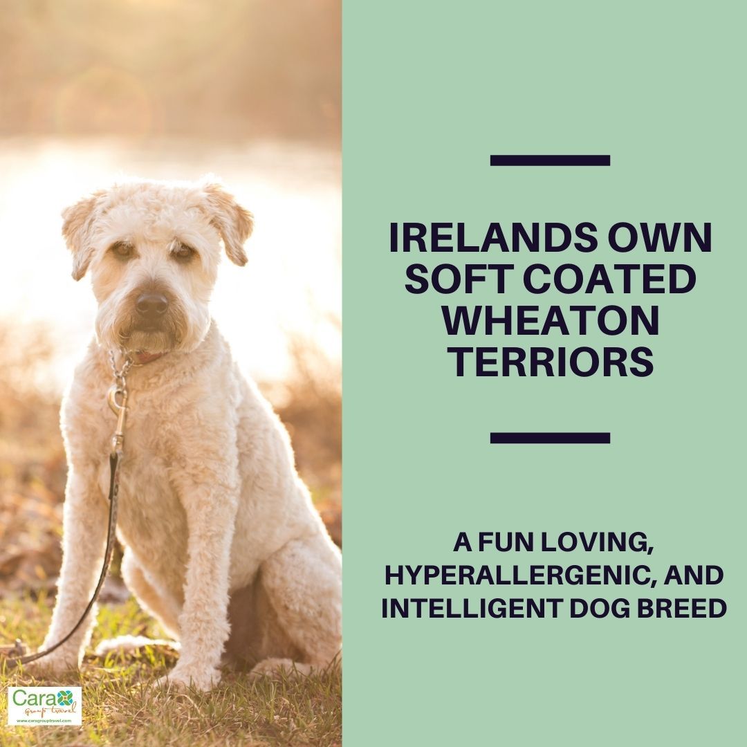 How Do I Get My Dog From Ireland To England