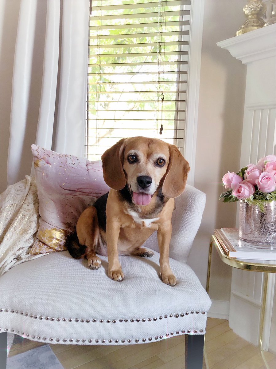 BeagleTopazthe's tweet photo. I iz happi doggie. I wuv da looong walkie I jus had!๐๐ถ๐
@beaglefacts @BHG #BeaglesOfTwitter #HappyDog #DogsInDecor #SweetDog #BeagleLove #BHGPets https://t.co/hScbiBmCaY