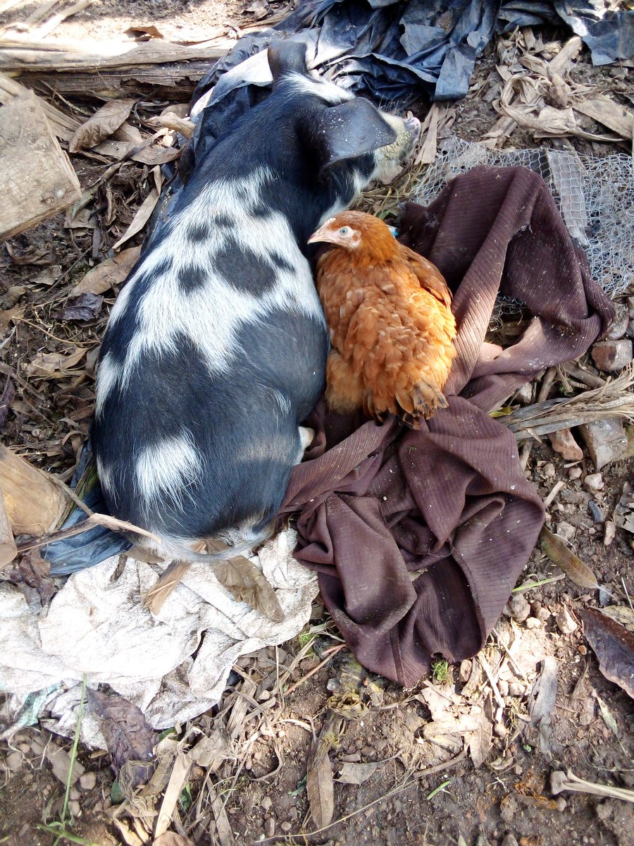 Not matter what type of species, sense of humanity leads .
  They have been good friends for almost a month , they feed together and have fun