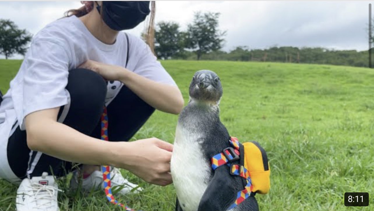 ペンギンくん あいるん🦦あにまるず on X: 