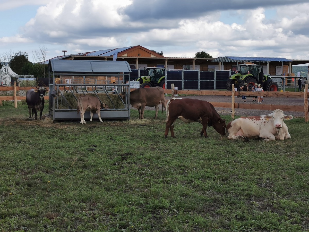 beefcattle_at's tweet photo. Über 190 Aussteller waren bei den Biofeldtagen am Bio-Landgut Esterhazy vertreten. Mit dabei auch der Burgenländische Rinderzuchtverband, der gefährdete Nutztierrassen präsentierte. 
Fotos: BRZV 
https://t.co/jaJ70A4OaE https://t.co/nnQpkJEBut