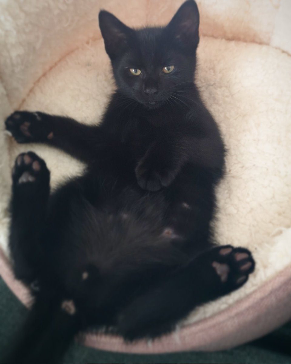 Mrs_C26's tweet photo. #BlackCatAppreciationDay https://t.co/JnjdClKcY6