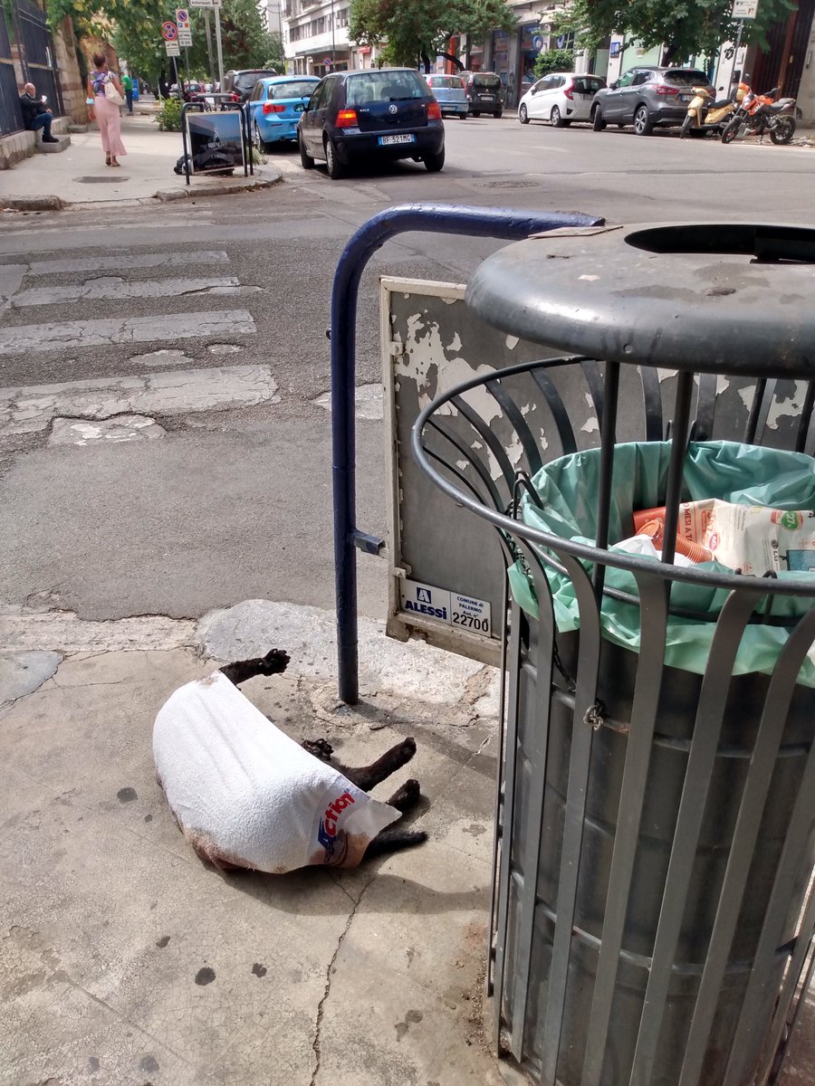 lizaconte's tweet photo. Gentile @RapPalermo 
Segnalo la presenza di una carcassa di un cane in avanzato stato di decomposizione all'angolo tra via Damiani Almeyda e via Terrasanta (vicino civico 81). Grazie. https://t.co/9Y5sIvJ7kD