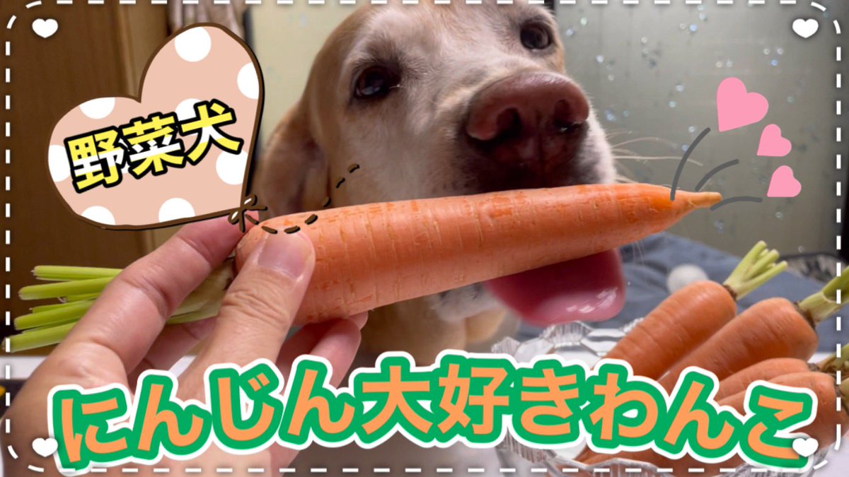 野菜犬 野菜犬