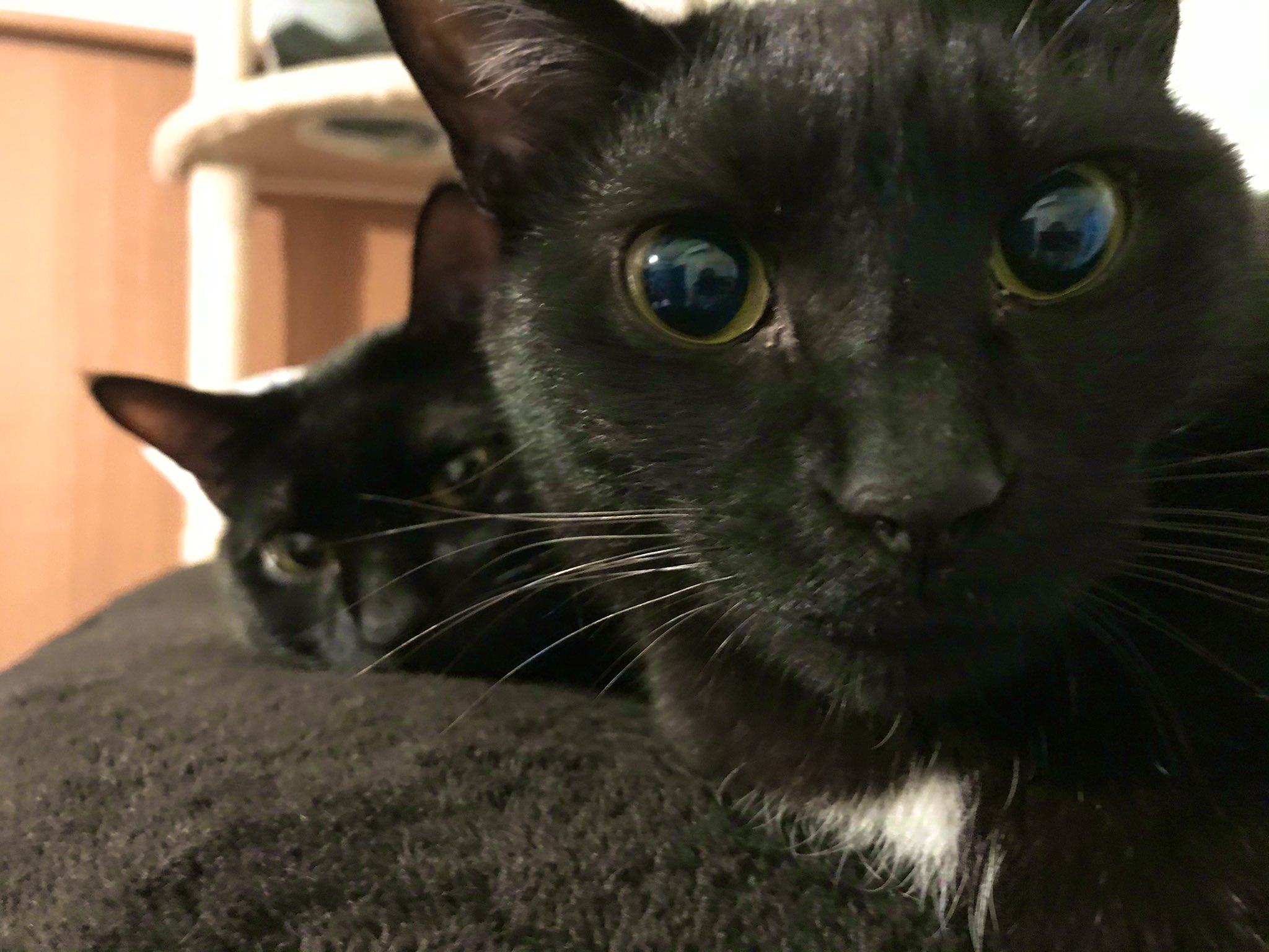 立花綾香 黒猫感謝の日 黒猫はな すんごくかわいいんだぞ 毎日元気いっぱいです幸せ T Co Ajsbpxi6au Twitter