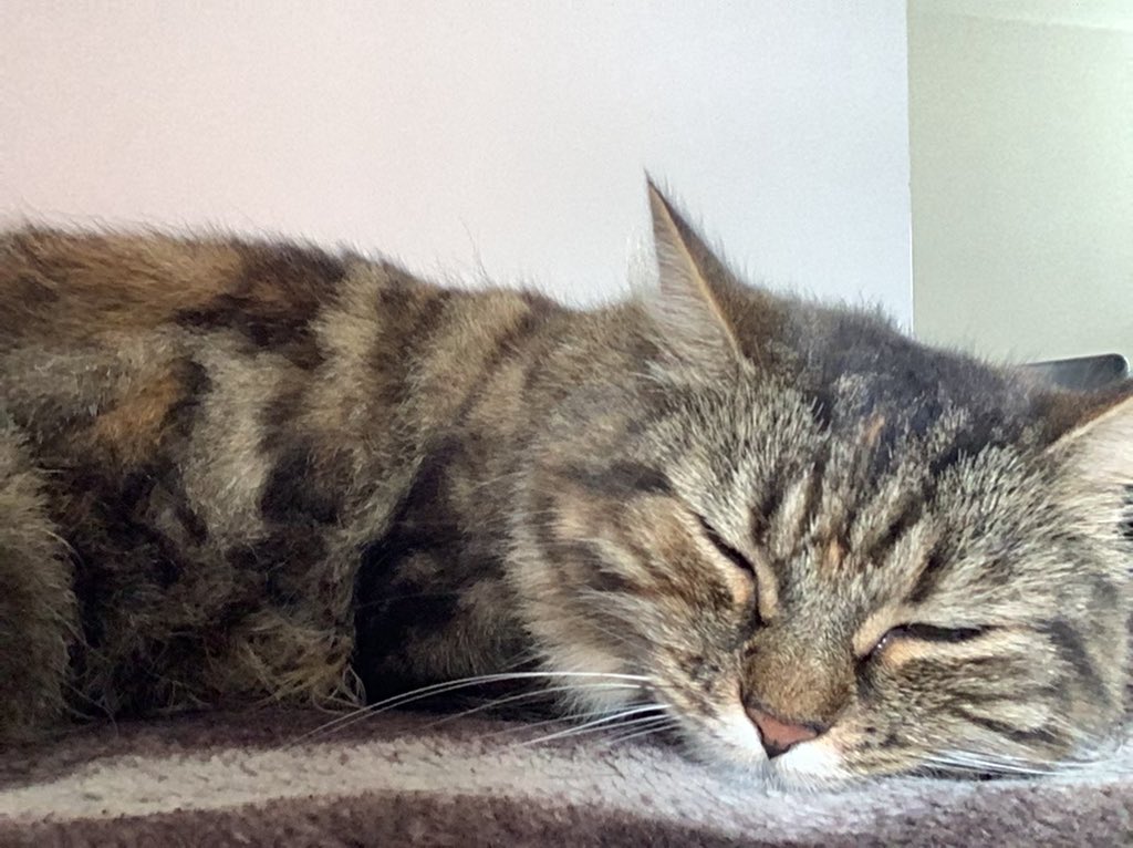 minnieupdate's tweet photo. MORNING NAP! #CatsOfTwitter #cat https://t.co/DjrOWRUqFV