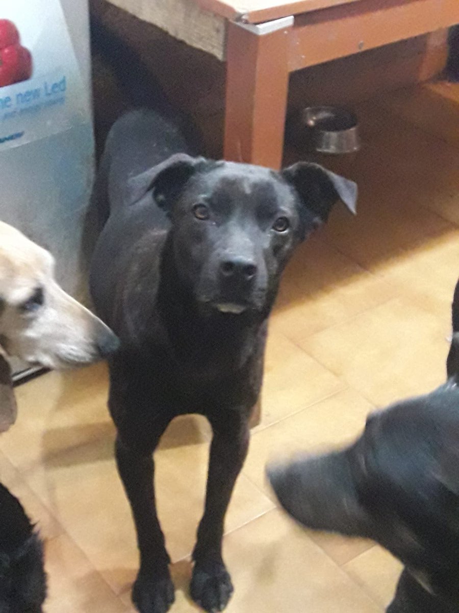 PETfriendly tweet media