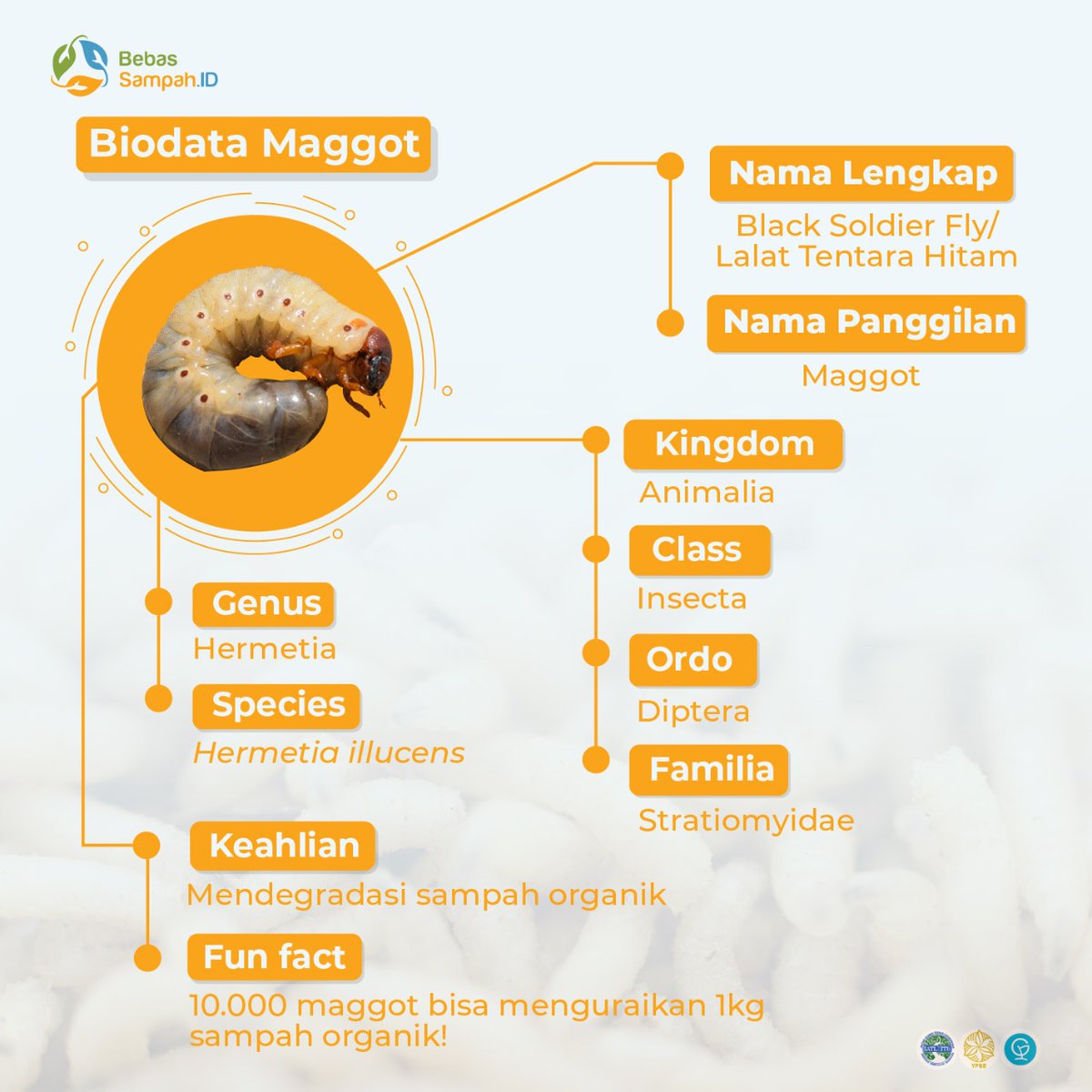 BebasSampahID's tweet image. [KENALAN, YUK!]

Halo, Pegiat Persampahan!
Sudah kenal belum sama Maggot?
Kalau belum, yuk kenalan sama pengurai sampah organik yang satu ini!

#IndonesiaBebasSampah
#BebasSampahID
#ProgramGF
#Dari2021untuk2025
#ZeroWaste
#MulaiDariGenggamanmu
#BSF