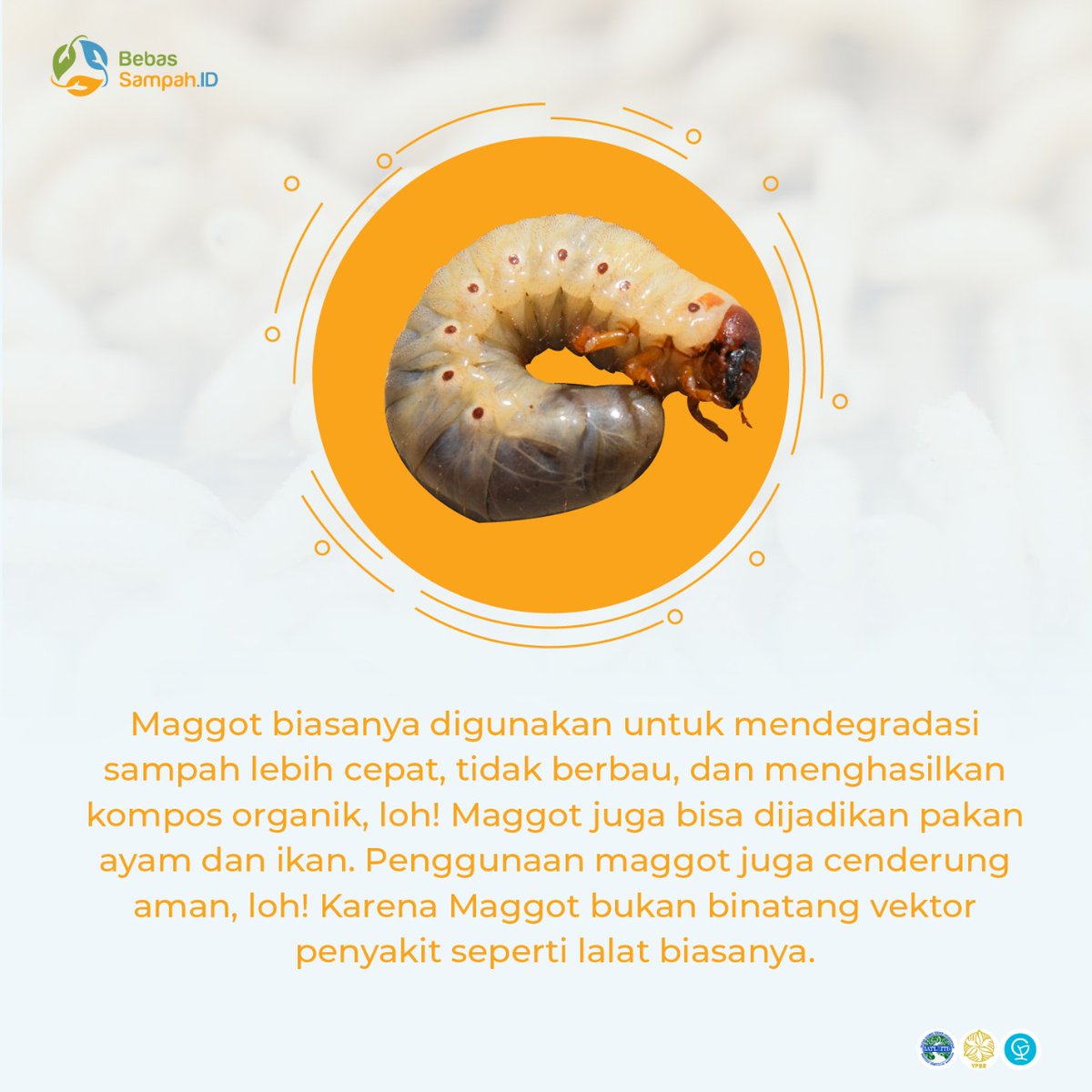 BebasSampahID's tweet image. [KENALAN, YUK!]

Halo, Pegiat Persampahan!
Sudah kenal belum sama Maggot?
Kalau belum, yuk kenalan sama pengurai sampah organik yang satu ini!

#IndonesiaBebasSampah
#BebasSampahID
#ProgramGF
#Dari2021untuk2025
#ZeroWaste
#MulaiDariGenggamanmu
#BSF