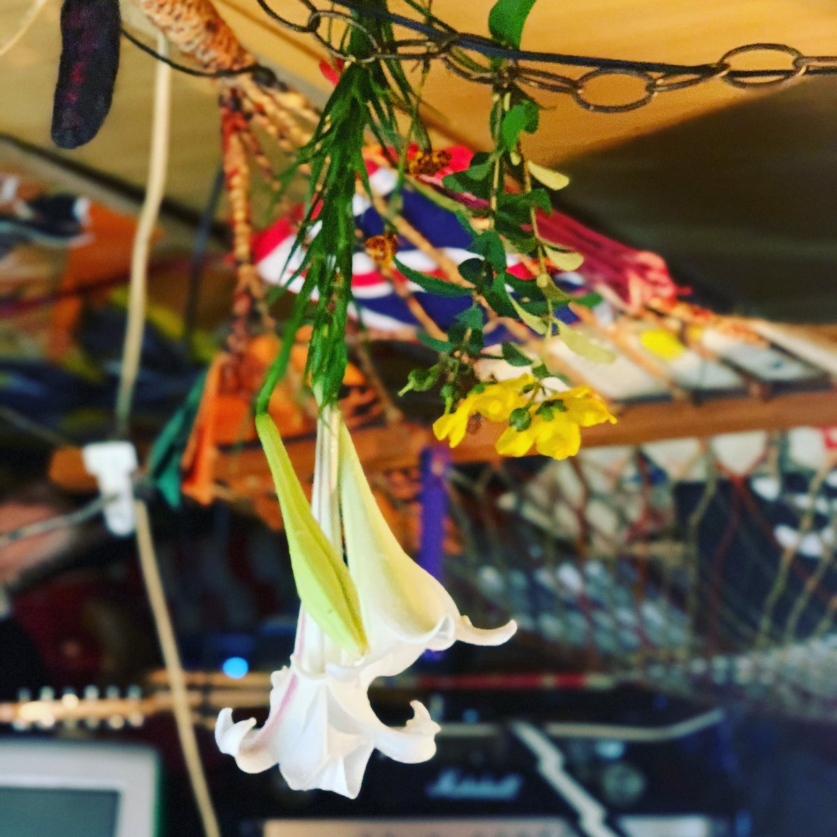 furugiya_sivel's tweet photo. ドライフラワー中‼︎
最近ハマってます…
商売屋さんがドライフラワー飾ると
運気下がるらしい…
ガンガン飾ろう‼︎
https://t.co/mlTb21jGCO
#古着屋siveL
#siveL
#シヴェル
#古着屋
#信楽
#滋賀
#しがらき
#ドライフラワー
#古着屋siveLっぽい https://t.co/XK4ETO6Ntn