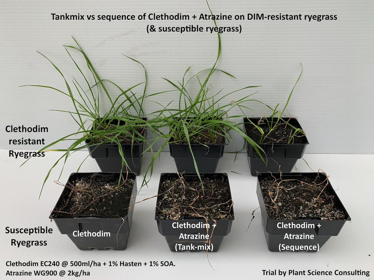 Plant Science Consulting tested Clethodim plus Atrazine as a tank-mix vs Clethodim followed by Atrazine spray immediately after on susceptible and Dim-resistant ryegrass. Used Hasten and SOA. Significantly better activity on resistant ryegrass when NOT tank-mixed.