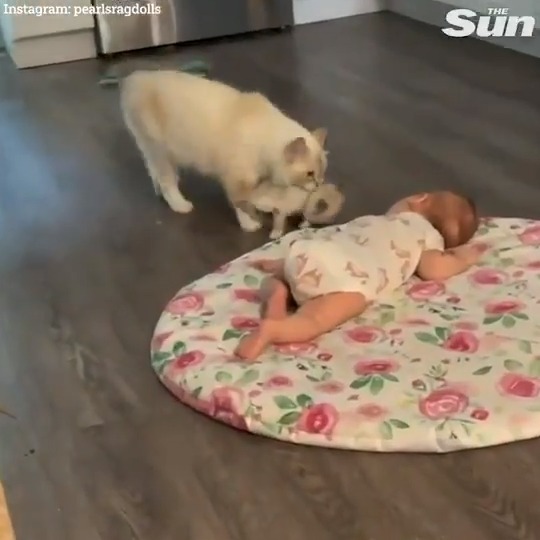 The Sun on Twitter "Cat showing off her kitten to a baby is so