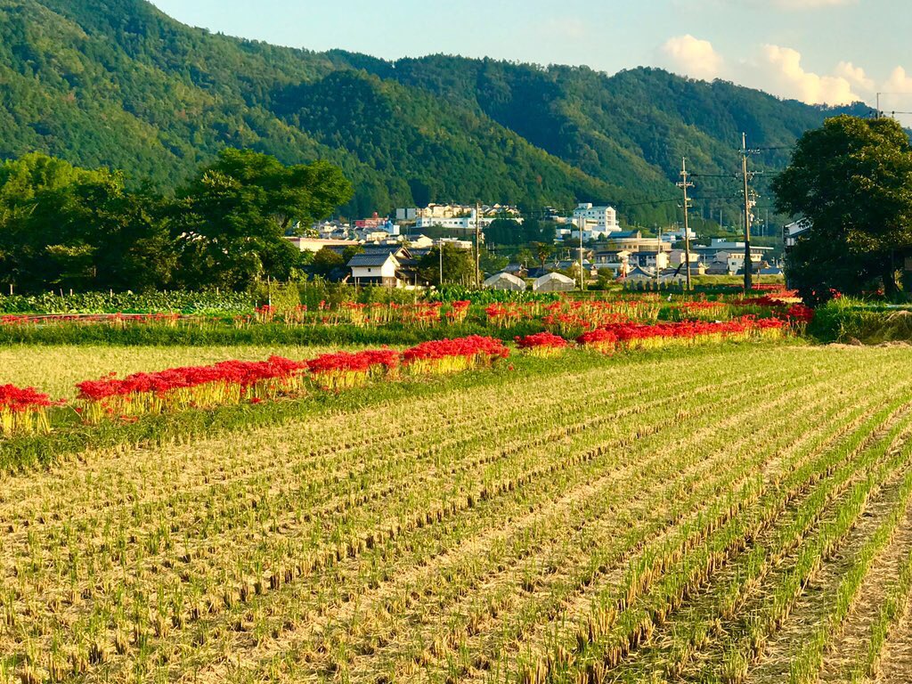 孤日向ロミ 畦道に咲く彼岸花がこんな感じなんですけど これだけでもすんごい香りしたから景趣の彼岸花の数だと本丸中が彼岸花の香り で満たされそう嫌な香りではないんだけどね T Co Pm3v5qgbxd Twitter