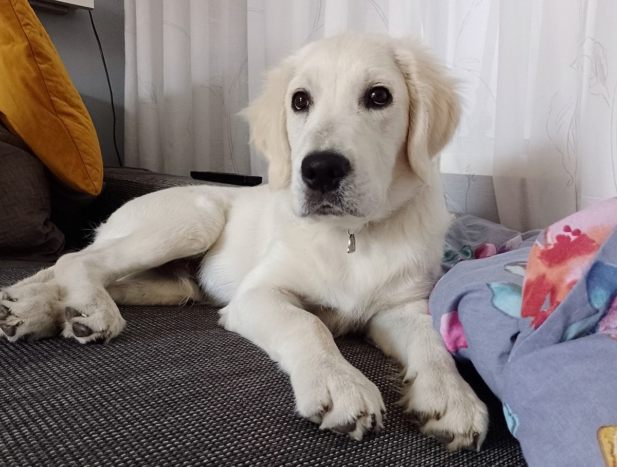The couch is my favorite place 🥰😇 #goldenretrievers #tuesdayvibe  #dogs #dogsoftwitter