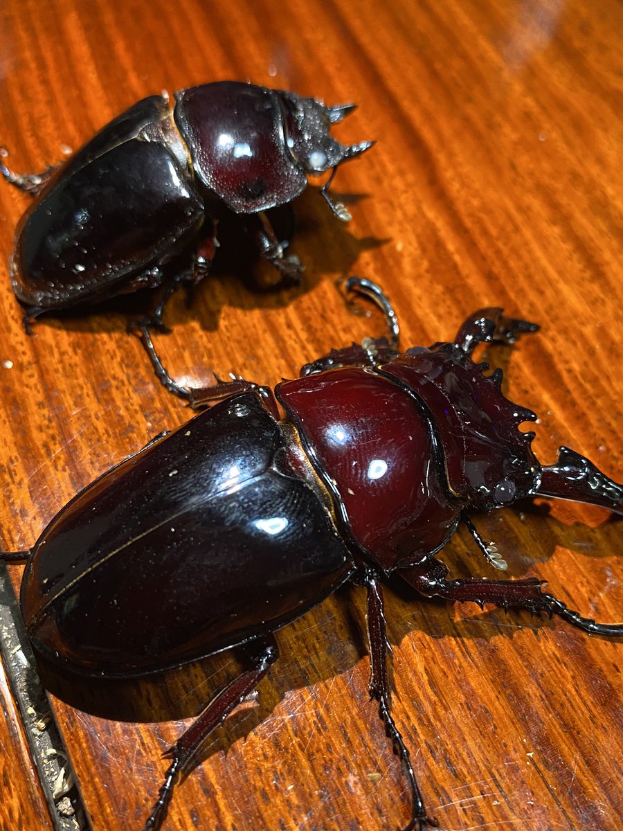 くり蔵 Kabu9lizo Twitter くり蔵 Kabu9lizo Twitter