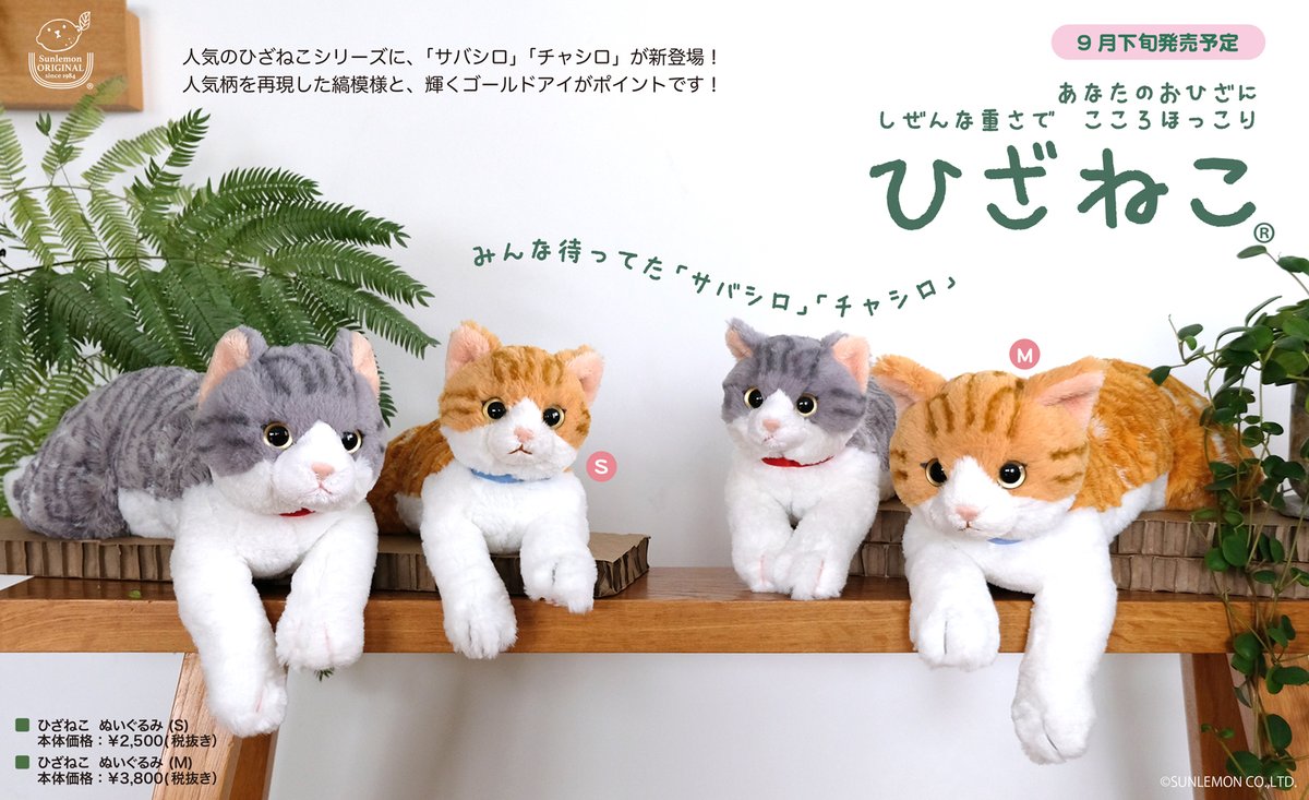 サンレモン 9月下旬に ひざねこ ぬいぐるみ Sサイズ Mサイズ サバシロ チャシロ が発売予定です 販売店様情報は下記につづきます サバシロ チャシロ好きの皆様 ぜひおうちに呼んであげてください T Co Loxqabnl8r Twitter