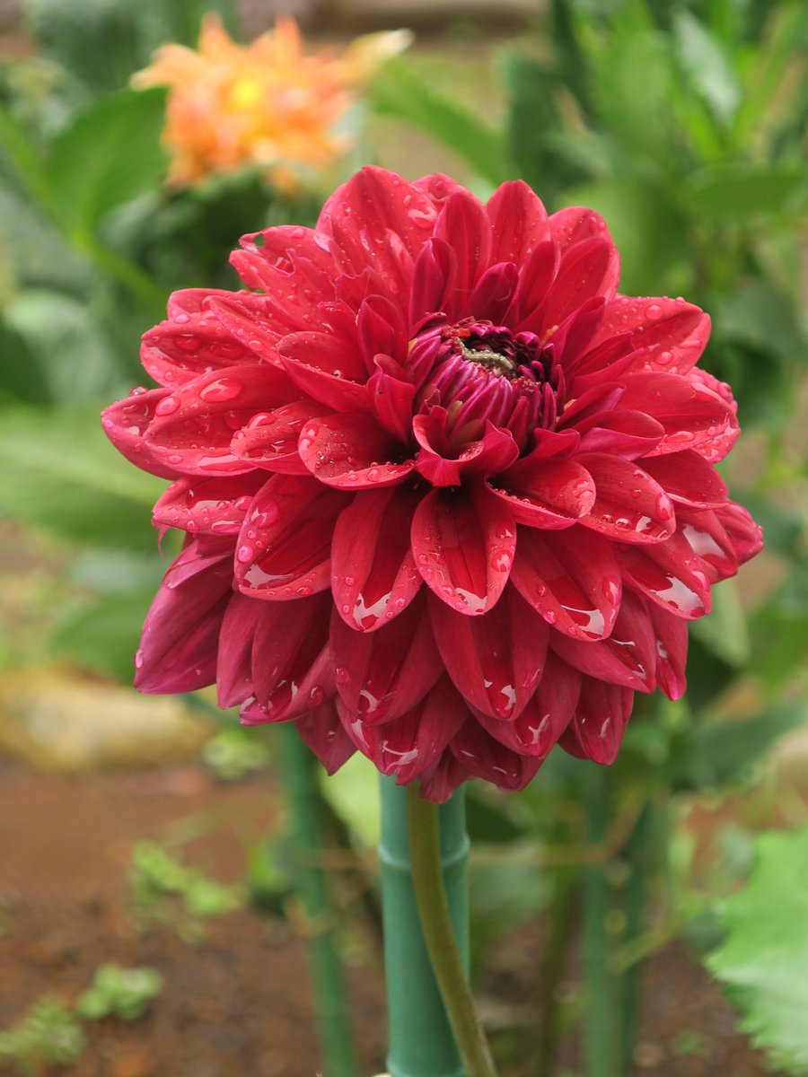 神代植物公園 ニュース スタッフより 広報係 ダリア園の ダリア より 紫と白 の色合いが鮮やかな プラネタリウム 紅色にココアブランが薄っすらと被ったような ココア 濃い紅色の小型品種 ショコラ キス クリーム色が食欲をそそる 神代植物公園 ニュース スタッフより 広報係 ダリア園の ダリア より 紫と白 の色合いが鮮やかな プラネタリウム 紅色にココアブランが薄っすらと被ったような ココア 濃い紅色の小型品種 ショコラ キス クリーム色が食欲をそそる