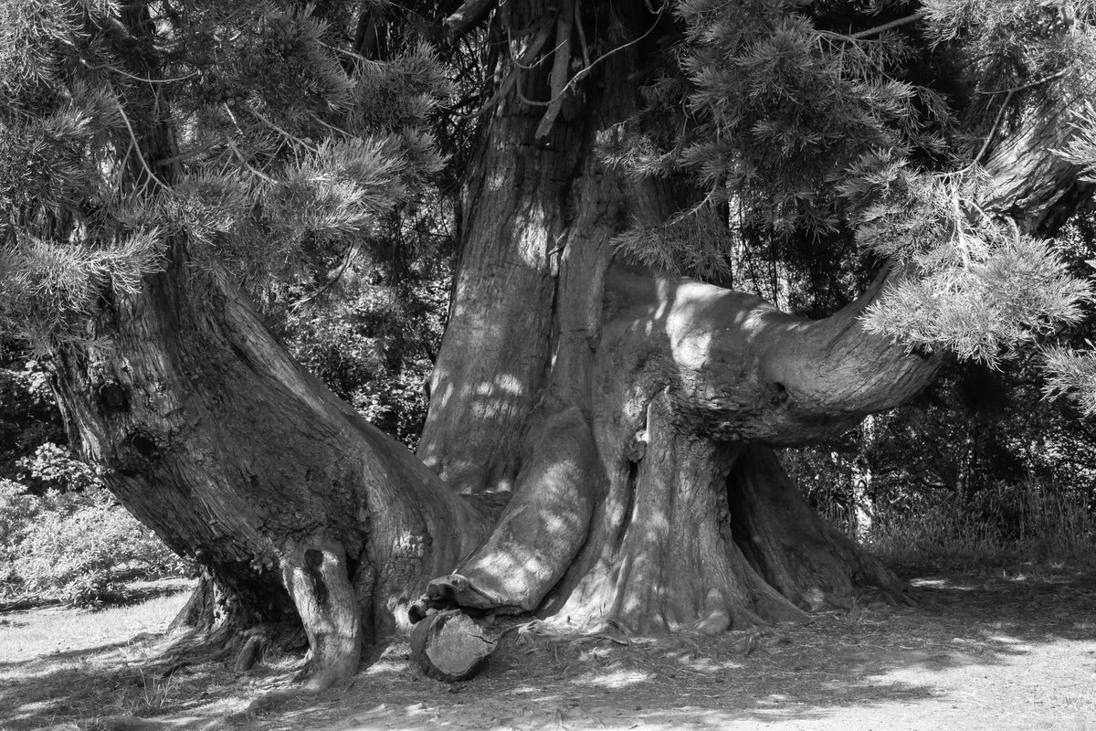 There are one or two large trees at Dumfries House @DumfriesHouse #thicktrunktuesday