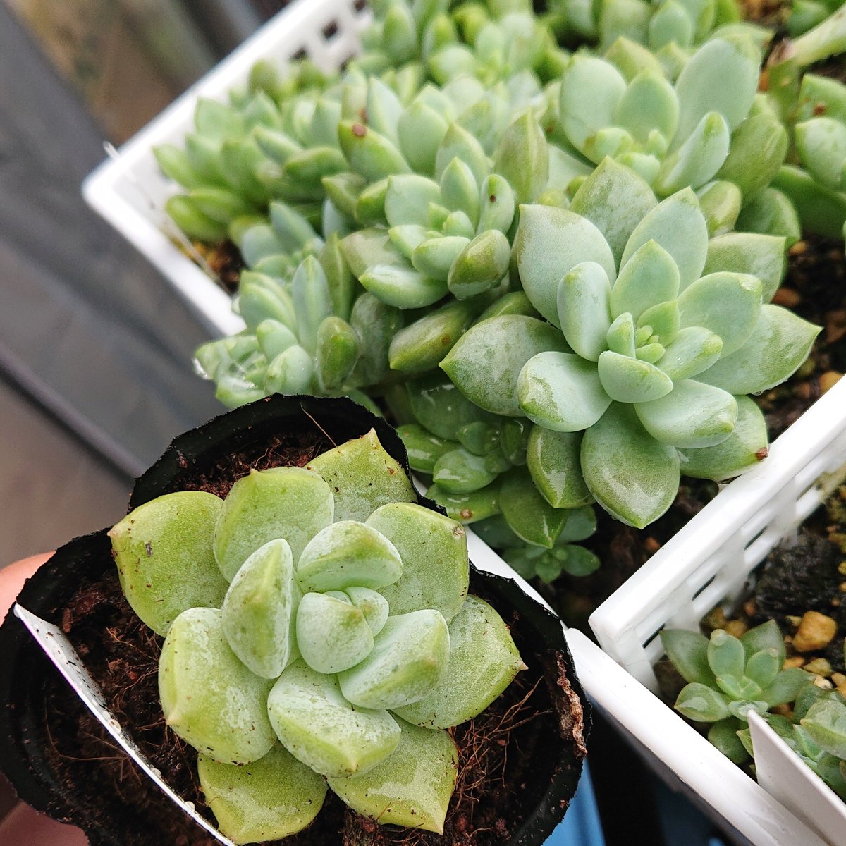 こころ 1 على تويتر だいぶ前にちょっと流行ったんですよ アイリンラインワルティ 最近はあんまり見なくなりましたね エレインとかエレインレイネルトっていう名前で出回っているのもちょっと似てるなぁ と思って見ているんですけど 稲田姫とは全然違うんです