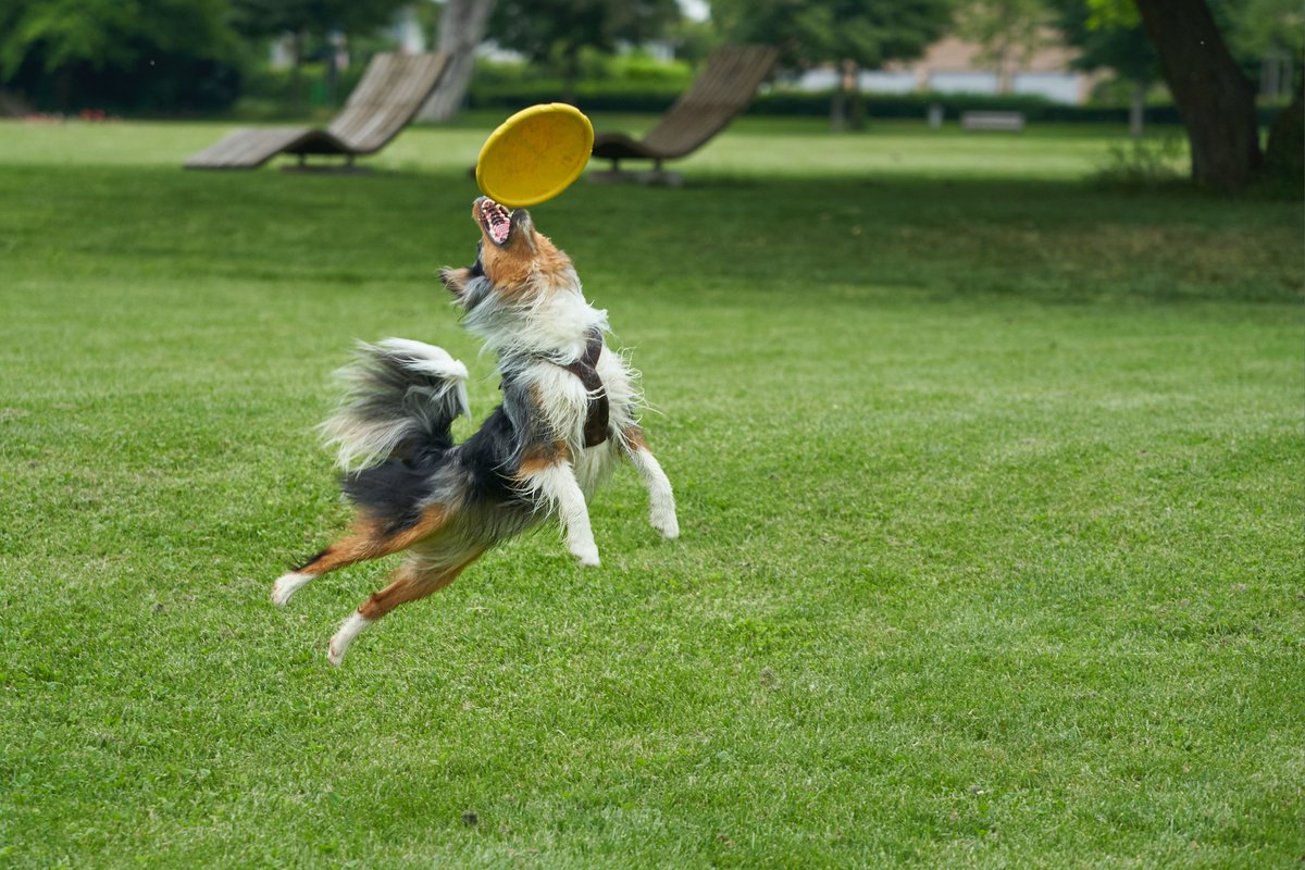 Tuesday's child is full of grace 🐕🐶🐕🐶🐕 #dogsofinstagram #tuesdayschild #2naturaldogs #norjampetstore #gracefuldogs Photo Credit: Wolfgang Hasselman