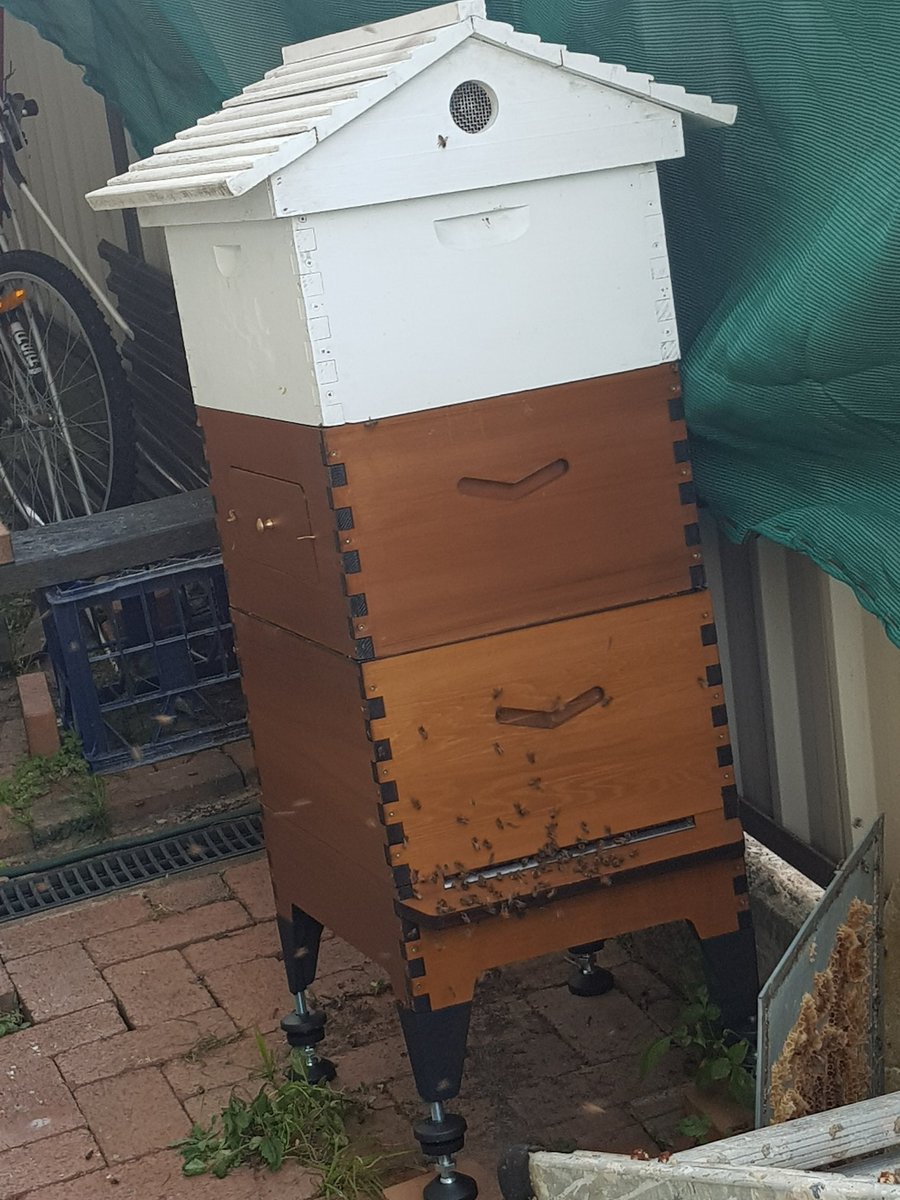 New bee hive, who this?