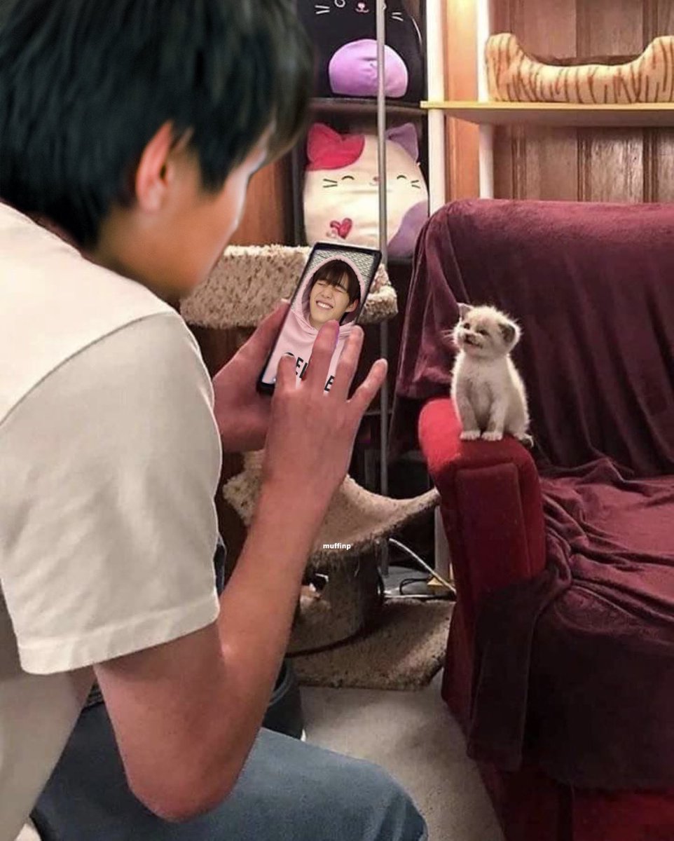 _muffinp's tweet photo. ถ่ายแมวเหมือนที่เคยตัดไว้เลย 55555555555 แมวดื้อๆเหมือนกันเลย😂 https://t.co/5m9bMbXZxv