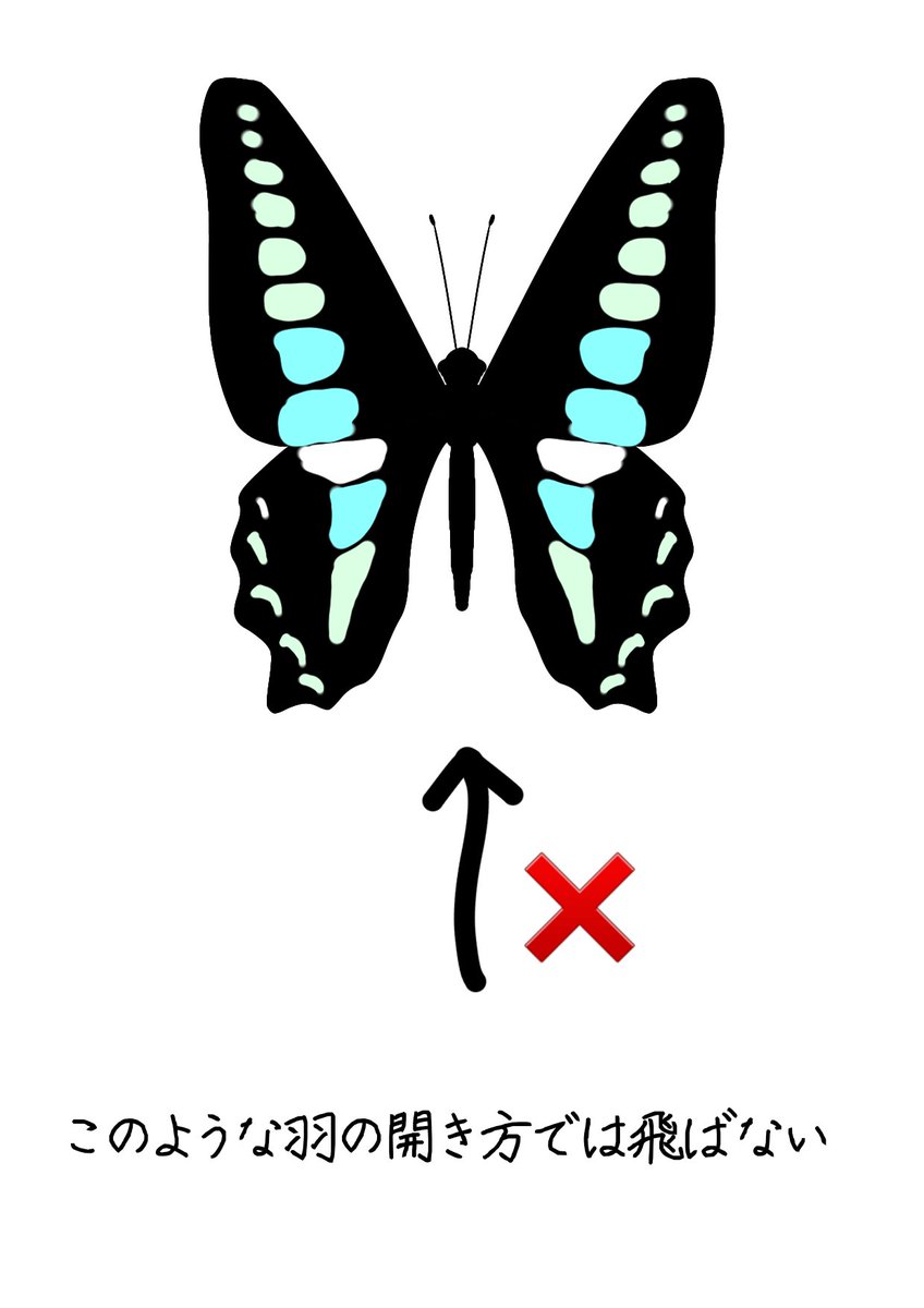 no humans white background simple background antennae solo bug butterfly wings  illustration images