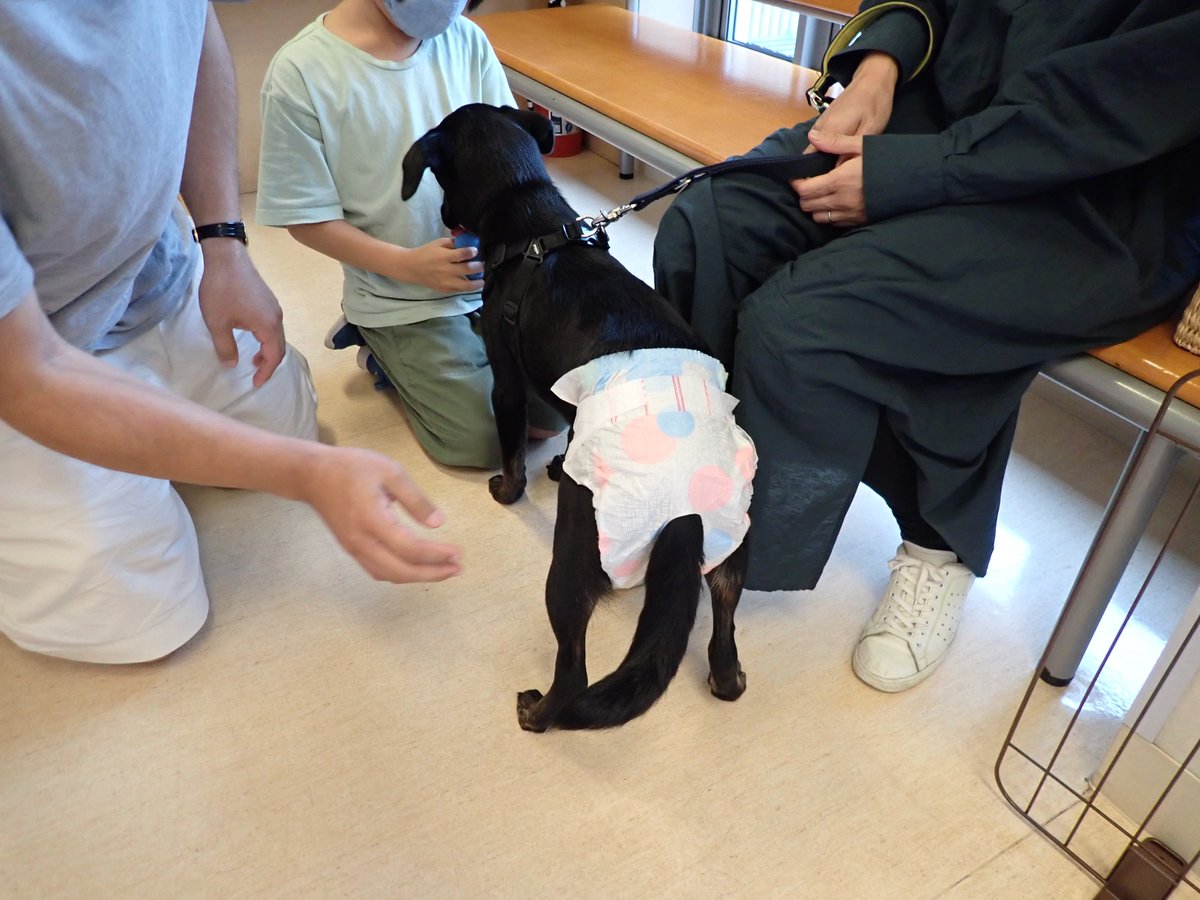 ほさか動物病院 Hosakahacchi Twitter