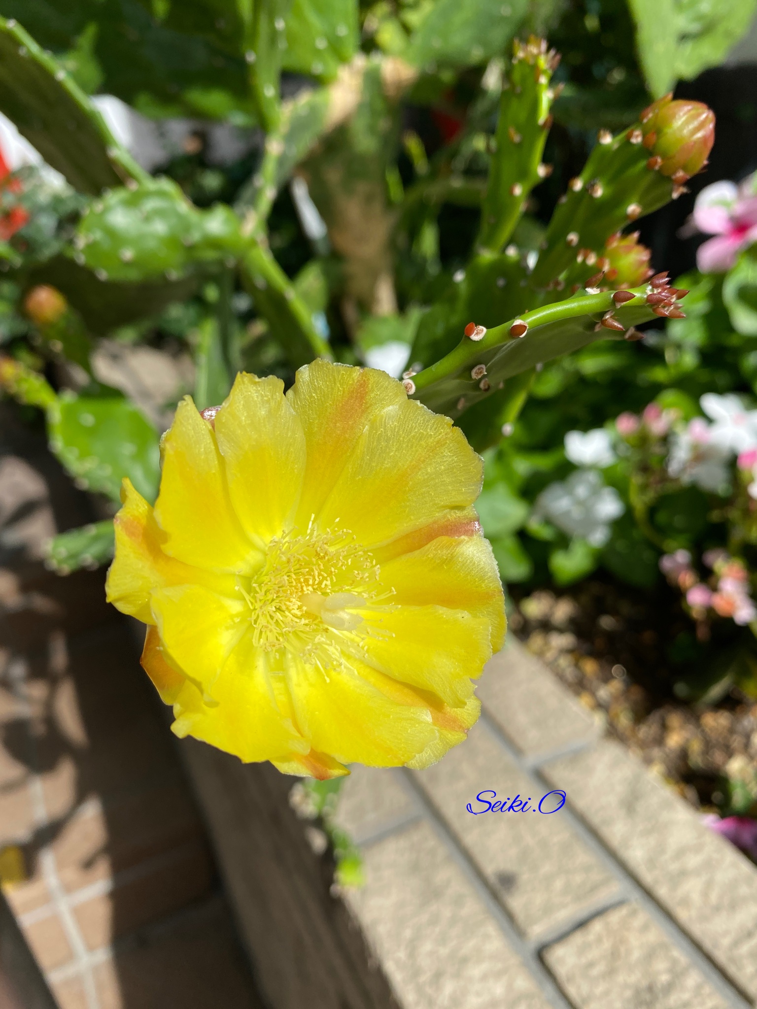 せい サボテンの花 を 今日はパイナップルの日だそうで ウチワサボテンの花の色がパイナップルそっくりでした さて 今日は太刀魚の刺身を梅肉でさっぱりと まな板の上の 太刀魚 魚たべよ パイナップルの日 T Co 4bxsps5t Twitter