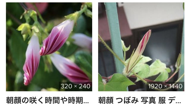 朝顔を枯らした 種から育てて夏休み終わりまでに花は咲くのか 8月 花が咲いて観察日記を描くまで 追記 学校に鉢を返して終了 Togetter