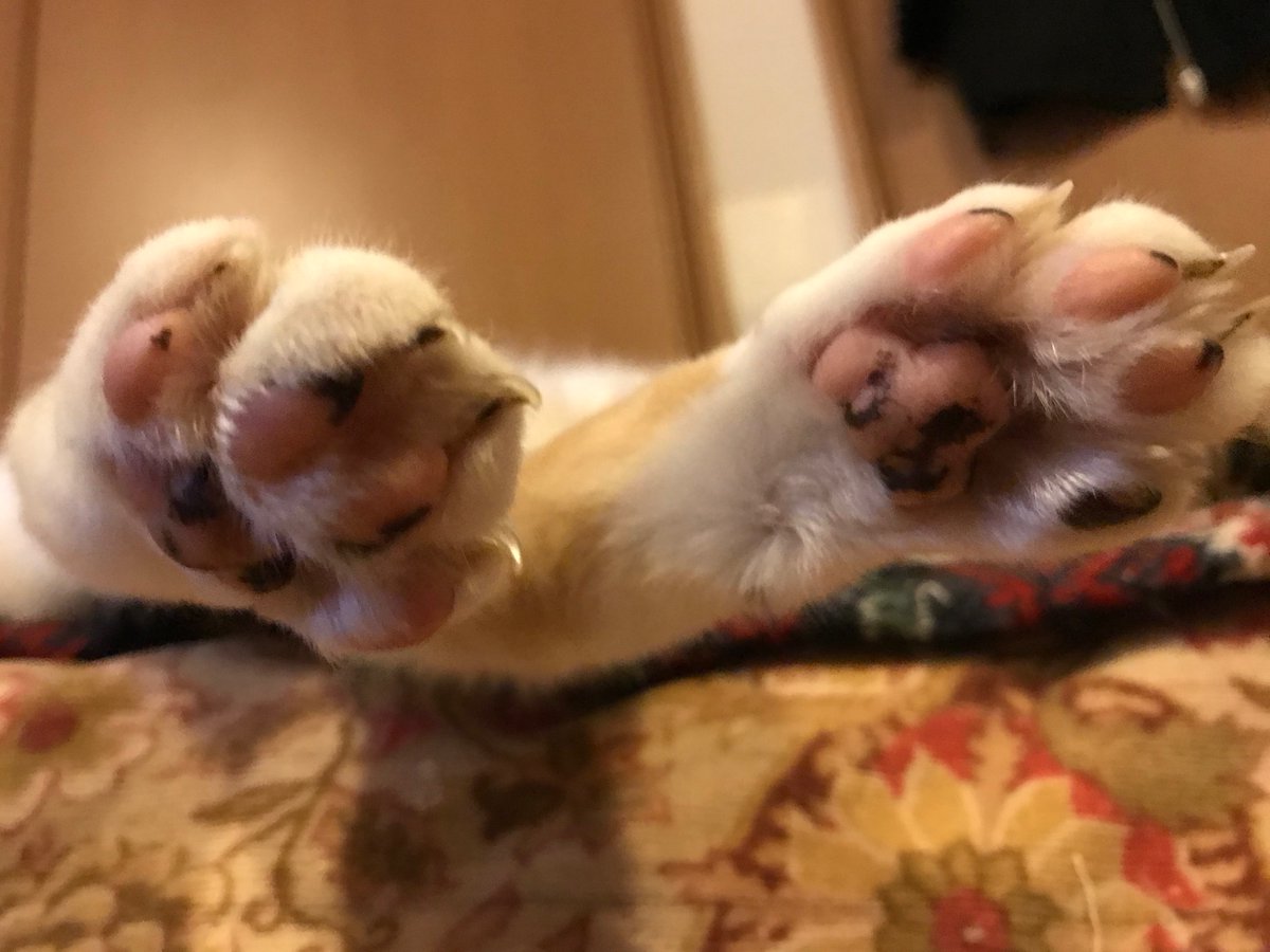 harajukumikene1's tweet photo. 三毛猫姉の肉球も、スキあらば柄あり状態。
Mike cat’s every single toe bean is spotted.
#cat #CatsOfTwitter #猫 #三毛猫 #cats #toebrans #肉球LOVE https://t.co/ftEhsCZCjy