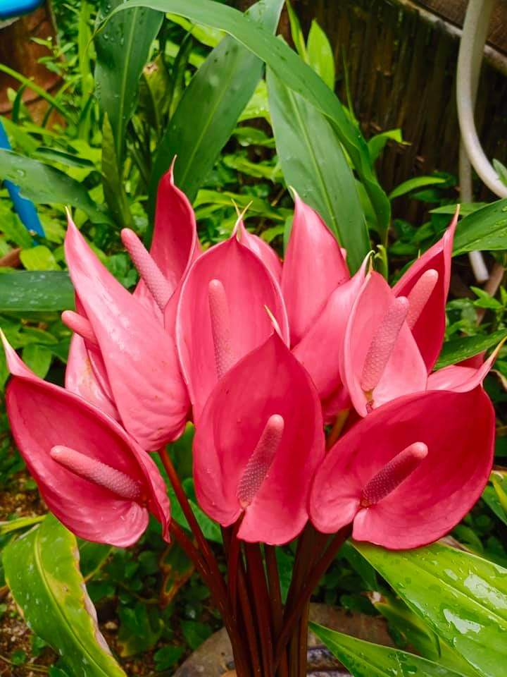 Red Flower