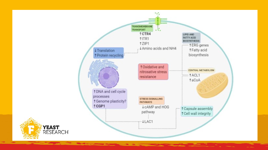 FEMSmicro's tweet image. History matters! Once the fungal pathogen Cryptococcus neoformans has seen low nitrogen concentrations, this may influence its pathobiology in the future. Studied via transcriptomics by Bosch et al.

academic.oup.com/femsyr/article…

#FEMSYeastRes
#FungalPathogens
#Transcriptomics