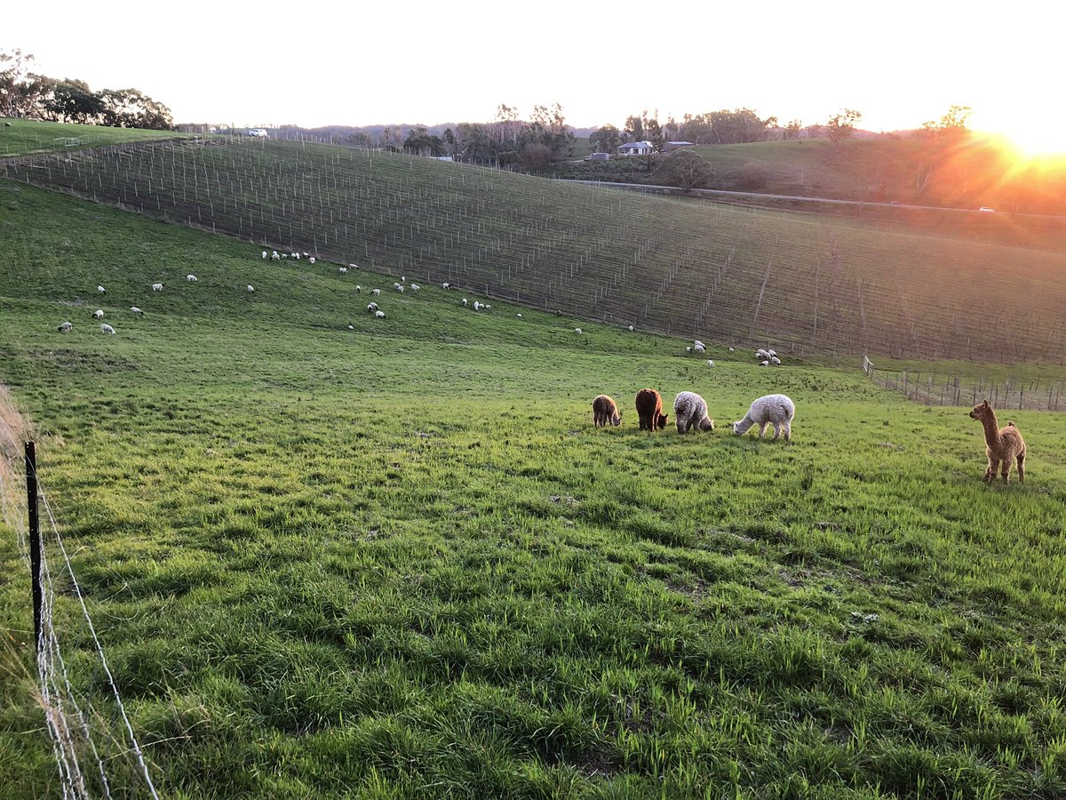 Vinteloper's tweet image. Home. Magic. 😍