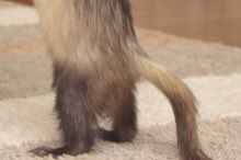 有能なしっぽ。