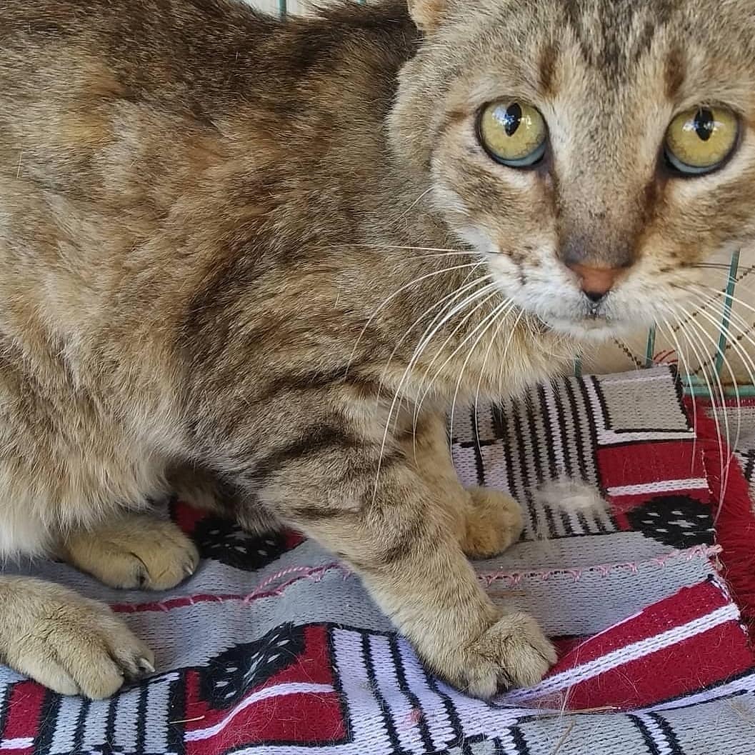 Vega ve Misha için gelen ilaç desteği😓sadece biri için haftada  üç şişe kullanıyorum.mishanın a/g oranı düşük olmasına rağmen sonlandıracağım çünkü klinikte Dayı var ve dün almamı söylediler.Kliniğe 
1000Tl borç + 1240tl ilaç borcumuz var
Destek lütfen