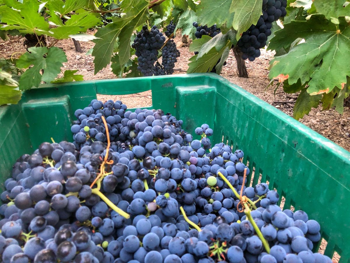 Maria_JoseJ's tweet photo. Vendimia manual Vino Marchante #rosado ⁦@bodegascefrian⁩ https://t.co/PvllwFm4td