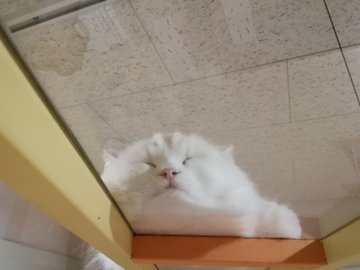比較 東京 秋葉原にあるおすすめの猫カフェを4つ紹介します ペット倶楽部