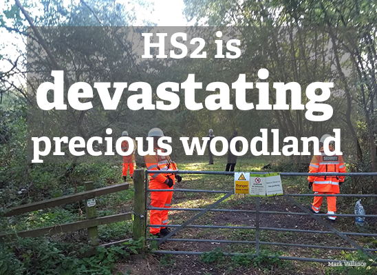 workers in orange in woodland